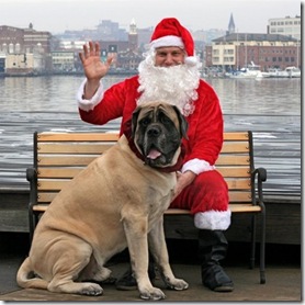 Balzac (225 lbs) with Santa