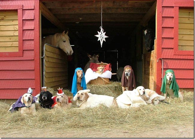 Animal Nativity 3