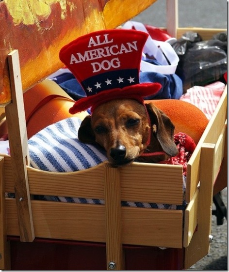 All American Dog