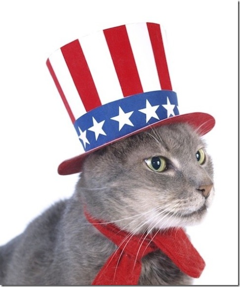 Cool Patriotic Cat