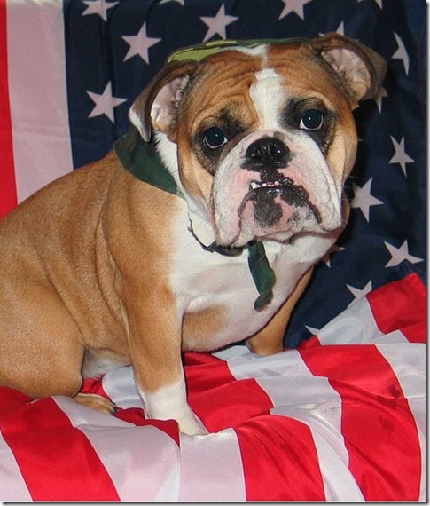 Patriotic Bull Dog