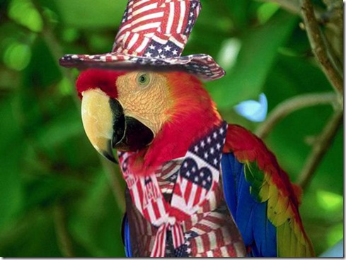 Patriotic-Parrot 2